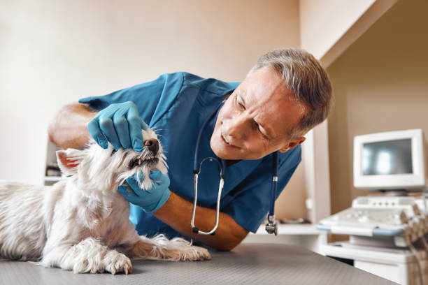 Best After-Hours Dental Care in Lake Junaluska, NC